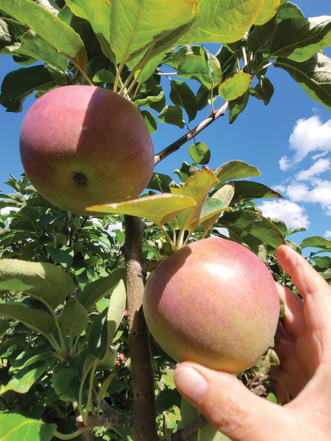 RIPE FOR PICKING: Mary Lou D’Andrea and her husband Lou own Appleland Orchards in Smithfield. She reaches up to pick a ripe apple this week, in preparation for this weekend’s Apple Festival in Johnston.